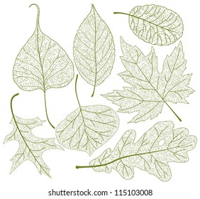 Leaf skeletons vector set.