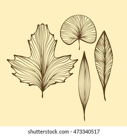 Leaf skeletons vector set. isolated on background