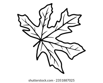 Leaf Sketch Line Art Illustration