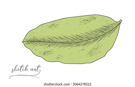 Leaf Skizze Vektorgrafik Design. 