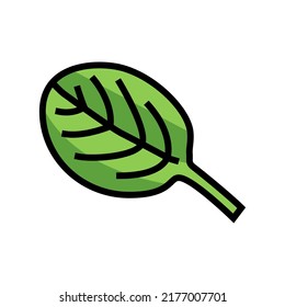 leaf spinach color icon vector. leaf spinach sign. isolated symbol illustration