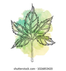 Leaf spring card vector template