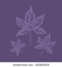 Leaf spring card vector template