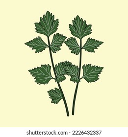 Leaf-Stalk mit Sellerie-Icon-Illustration, eine Pflanze mit einem einzigartigen Aroma