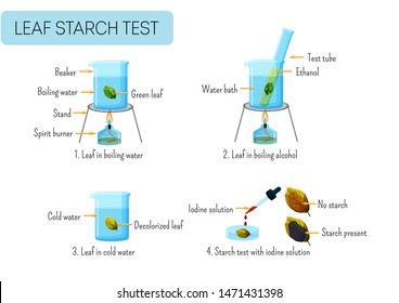 Leaf starch test. School scientific experiment proves photosynthesis in leaves. Boiling leaf in water, ethanol, washing, reaction with iodine solution. Educational infographics. Vector illustration.