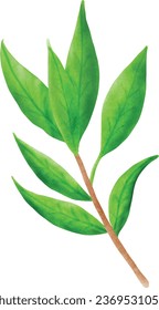 Leaf Stem Vector Drawing Nature