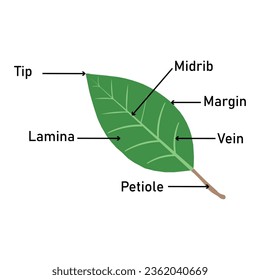 Leaf structure diagram. Educational content for biology students. Vector illustration.