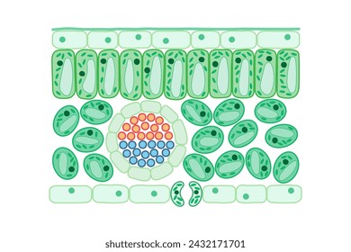 Leaf structure. Internal structure of the leaf. Diagram.