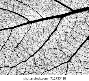 Leaf Structure Skeleton with Veins - Vector Grunge Background 