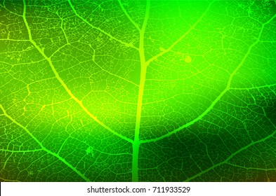 Leaf Structure Skeleton with Veins - Vector Grunge Background 