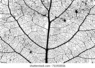 Leaf Structure Skeleton with Veins - Vector Grunge Background 
