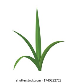 Leaf sugar cane vector icon.Cartoon vector icon isolated on white background leaf sugar cane.