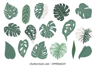 Leaf summer object with monstera