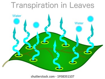 Leaf surface, transpiration. Expulsion of water vapor, dew  is called transpiration. Evaporation are provided by the pores called stomata that open and close in the leaves of the plant. Vector graphic