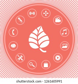 Leaf symbol logo. Graphic elements for your design