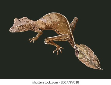 Leaf Tailed Gecko, Art. Illustration, Exotic Gecko, Disguise, Vector