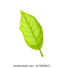 leaf tea cartoon. nature herbal tree, black green healthy drink leaf tea vector illustration