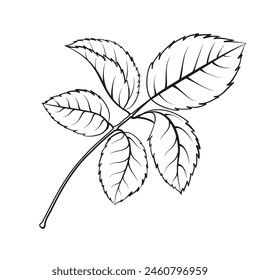 Leaf tee rose on white background. Hybrid tea rose