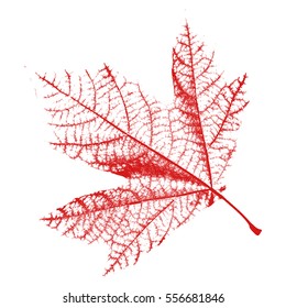 Leaf texture isolated. Distress natural background red color. Empty design template. EPS10 vector.