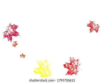 Leaf texture isolated. Falling red leaves for Canada Day 1st July. Autumn background.