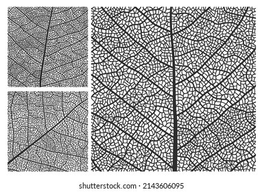 Leaf texture pattern background with veins and cells. Vector closeup plant leaf pattern set with monochrome ornaments of maple, birch or walnut tree leaves mosaic structure, nature abstract backdrop