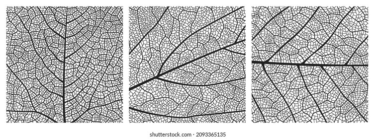 Leaf texture pattern with veins and cells. Close up leaf pattern background of vector plant or tree foliage monochrome mosaic structure, vascular tissue macro ornament of birch or maple tree leaf