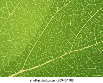 Leaf Texture Vector