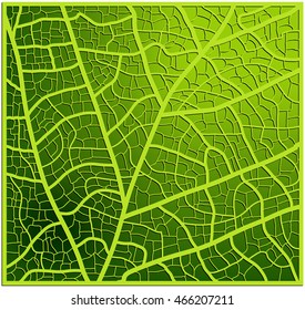 leaf texture, veins vector background design. Beautiful illustration ready to use