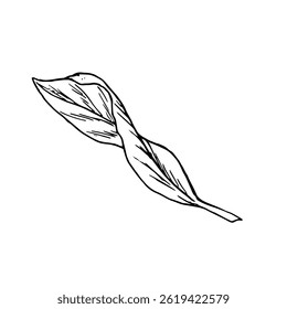 Une feuille d'arbre, un croquis en noir et blanc. Illustration vectorielle. Illustration botanique de feuilles de fleurs, isolées sur fond blanc. Dessin linéaire dans un style simple.