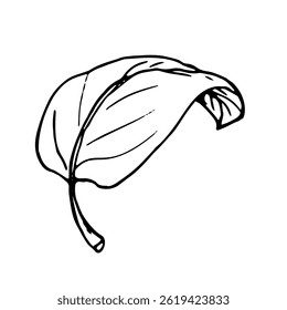A leaf of a tree, a black and white ink sketch. Vector illustration. Botanical illustration of flower leaves, isolated on a white background. Linear drawing in a simple style.