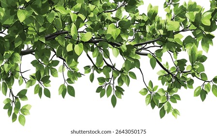 Leaf tree branches vector, serene green foliage illustrations, nature, transparent background, peaceful greenery design, organic leaf art, nature inspired graphics