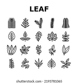 Hojas De Árbol, De Bastón O De Vector De Iconos De Flor. Maíz Y Ropa, Mango Y Cerezo, Eucalipto Y Hoja Natural De Nuez. Planta De Foliage Botánica Y Herbario De Ilustraciones De Contorno Negro De Flora