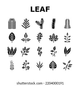 Leaf Of Tree, Bush Or Flower Icons Set Vector. Maple And Oak, Mango And Cherry, Eucalyptus And Walnut Natural Leaf. Botanical Foliage Plant And Herbarium Of Flora Glyph Pictograms Black Illustrations