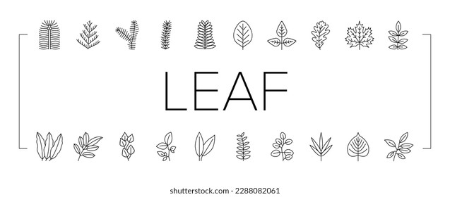 Leaf Of Tree, Bush Or Flower Icons Set Vector. Maple And Oak, Mango And Cherry, Eucalyptus And Walnut Natural Leaf. Botanical Foliage Plant And Herbarium Of Flora Black Contour Illustrations