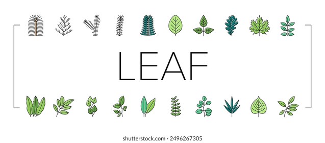 Leaf Of Tree, Bush Or Flower Icons Set Vector. Maple And Oak, Mango And Cherry, Eucalyptus And Walnut Natural Leaf. Botanical Foliage Plant And Herbarium Of Flora Color Illustrations