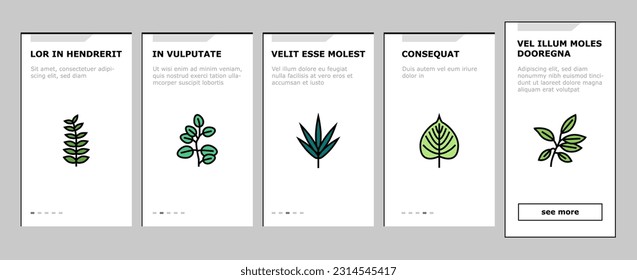 Leaf Of Tree, Bush Or Flower onboarding mobile vector. Maple And Oak, Mango And Cherry, Eucalyptus And Walnut Natural Leaf. Botanical Foliage Plant And Herbarium Of Flora Color Illustrations