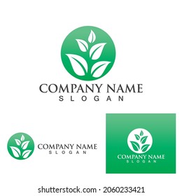 Logotipo verde del árbol de hoja y vector del símbolo