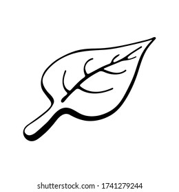 Icono de árbol de hoja. Silueta de contorno negro con tinta. Ilustración gráfica vectorial dibujada a mano. Objeto aislado sobre un fondo blanco. Aislar.