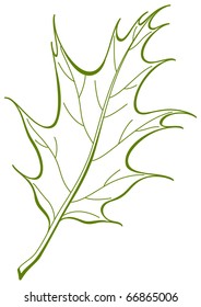 Leaf of tree oak Iberian, nature vector, isolated pictogram