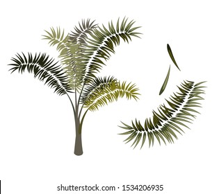 leaf tristania palm vector cartoon tree set design elements California