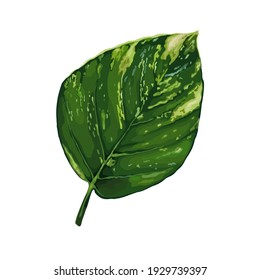Blätter des tropischen Epipremins einzeln auf weißem Hintergrund. Realistische Vektorgrafik. Florales und botanisches Gestaltungselement