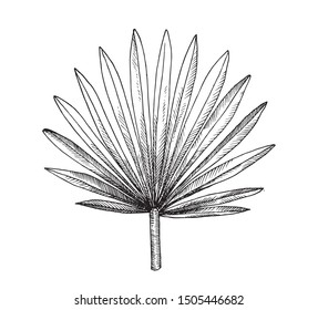 Leaf tropical fan palm. Hand drawing, black and white sketch.