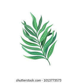 Leaf of tropical palm, exotic plant vector Illustration