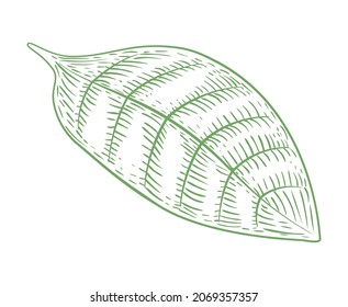 A leaf of a tropical plant. Coffee leaf. Engraving style. Hand drawing. Isolated on a white background.