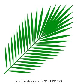 Leaf of tropical plants. Isolated items. Palm tree