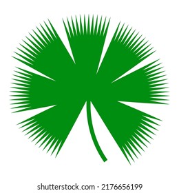 Leaf of tropical plants. Isolated items. Palm tree
