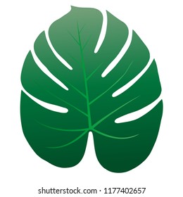 A leaf of a tropical tree