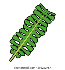 leaf of tropical tree large exotic forests
