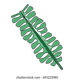leaf of tropical tree large exotic forests