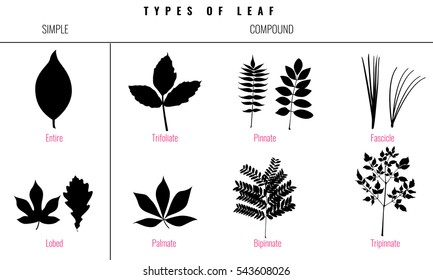 Leaf types infographics. Set of leaf collection. Silhouette Isolated Vector